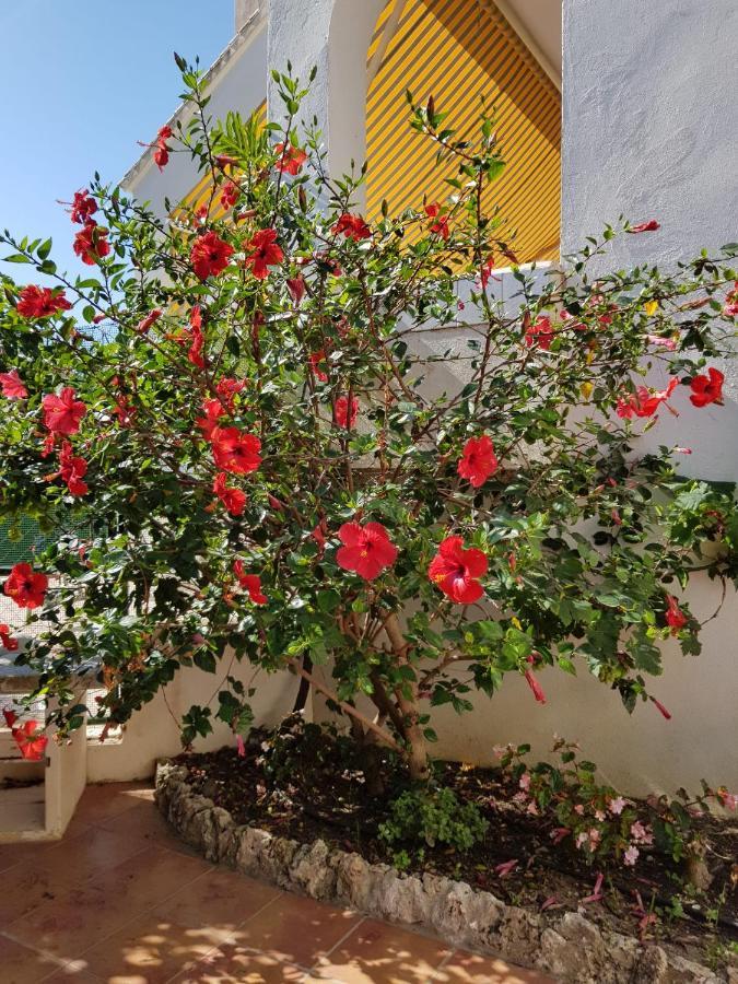 Deluxe Studio Athos 50 Mp Garden Patio Benalmadena Golf & Beach Bagian luar foto